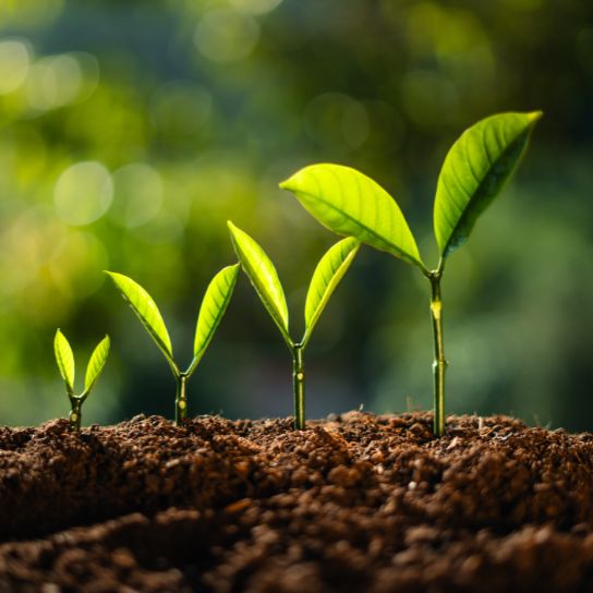 plants growing in stages representing the gradual scaling growth of a business